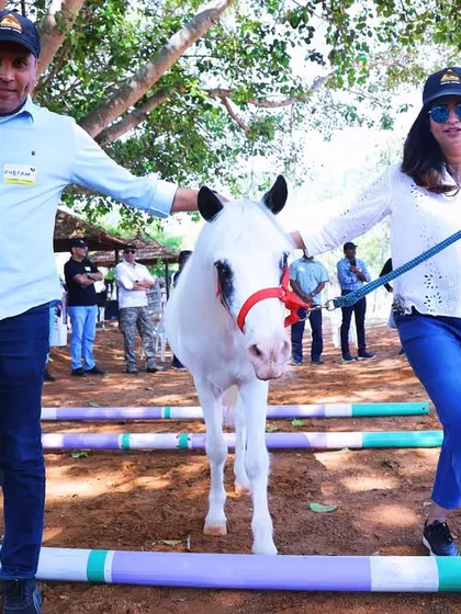 Participants in our Horse Leadership Program guide a pony over obstacles. This exercise is designed to build trust, non-verbal communication, and problem-solving skills within the team.