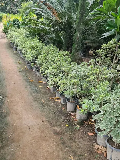 Another view of the nursery aisles, packed with healthy plants ready for wholesale purchase by landscapers, architects, and other nurseries.