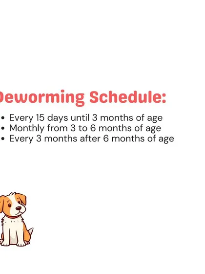 A consistent deworming schedule is crucial for a puppy's development. I follow a clear protocol, starting from 15 days of age, to protect your young dog from internal parasites.