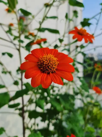 Enjoy the little things, like this beautiful orange Mexican sunflower blooming brightly in the sun.