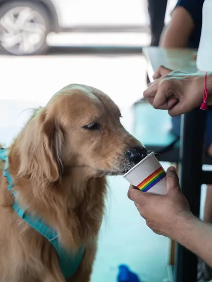 A beautiful Golden Retriever enjoying a refreshing Pup Cup. This special breakfast event was a huge success, bringing together pet lovers from all over the city.