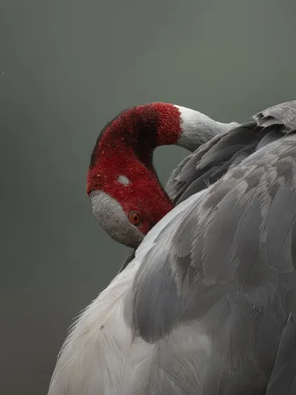 The elegant curve of a Sarus Crane's neck as it tends to its feathers. This composition focuses on the bird's graceful form and the contrast between its red head and grey body.