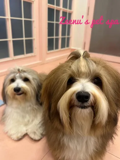 This pair of Havanese friends are looking adorable together after their grooming session. Both have neat top knots and happy faces.