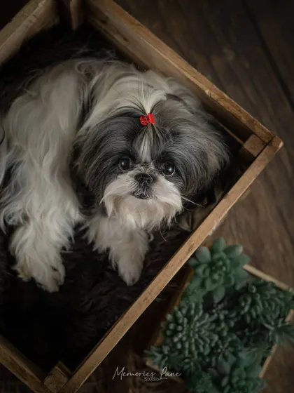 An overhead view shows this sweet Shih Tzu nestled comfortably in a wooden crate. This angle provides a unique perspective, highlighting her small size and endearing expression.