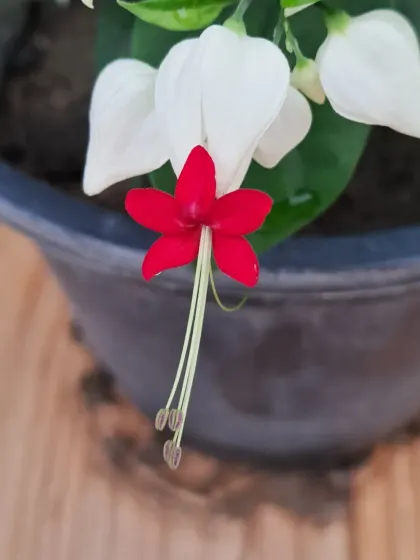 Another close-up of the beautiful Bleeding Heart flower.