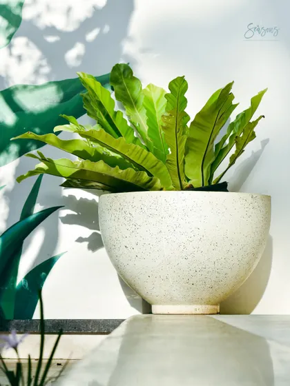 A Bird's Nest Fern in a beautiful speckled white pot, basking in the sunlight. The shadows cast on the wall behind it create a dynamic interplay of light and nature, adding to the beauty of the space.