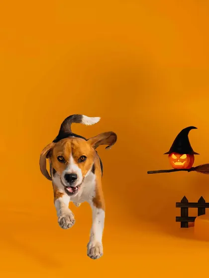 A slightly different crop of the flying beagle, emphasizing his forward motion and happy expression.