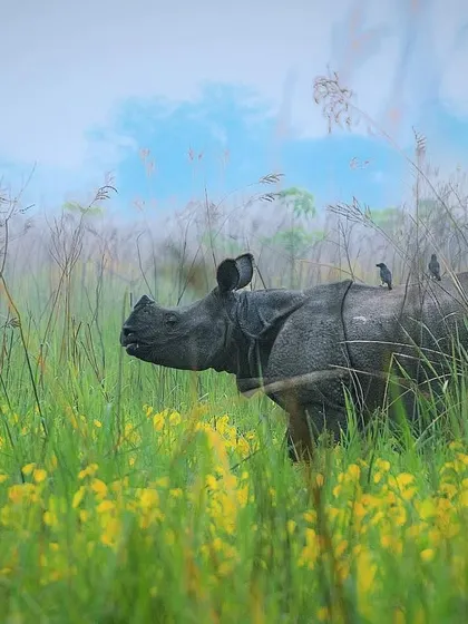 A Greater One-horned Rhino, or Indian Rhino, stands in a field of yellow flowers in Manas National Park, Assam. The soft, misty light creates a painterly effect for this armored giant.