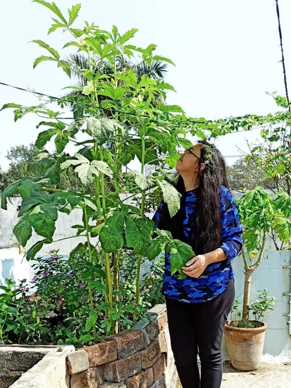 Admiring the height of my okra plant. These aren't your regular okras, they have a unique shape and are really fun to grow.