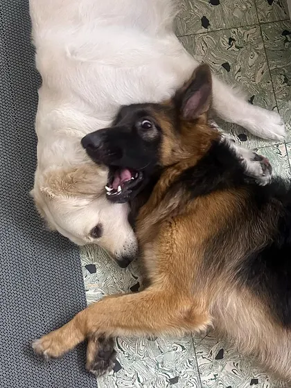 The dynamic duo, Zoey and Bella, in a playful mood. Their bond is a testament to how multiple dogs can live together harmoniously.