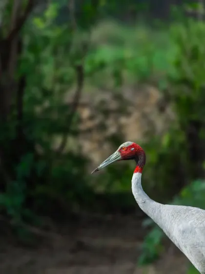 A Sarus Crane, the world's tallest flying bird, in the countryside of Gujarat. The best way to find them is by talking to local farmers, a great example of community collaboration in wildlife tracking.
