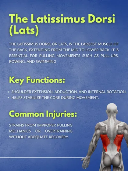 The Latissimus Dorsi (Lats). This graphic explains that the lats are the largest muscle of the back and are essential for pulling movements like pull-ups and rowing, as well as core stabilization.