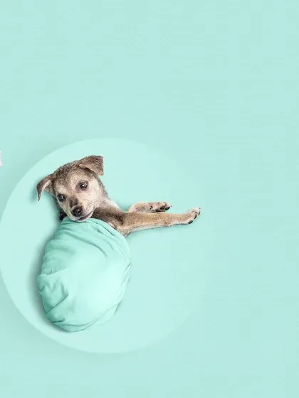 A newborn-style photoshoot for a tiny rescue puppy. The goal was to show how precious and delicate these little lives are.