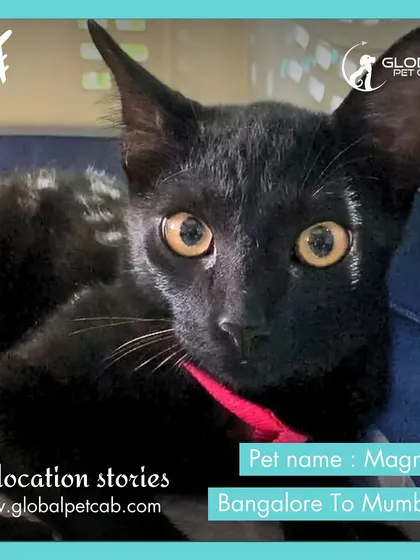 Magnus, a handsome black cat, looking curious before his flight from Bangalore to Mumbai. We ensure even our feline clients are calm and secure before they travel.
