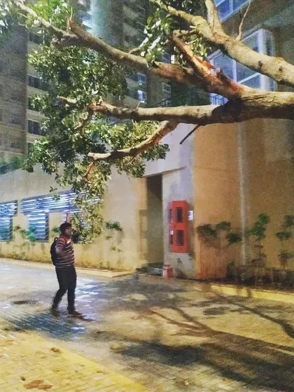 A fully grown tree successfully relocated within a residential complex. We often work at night to minimize disruption, ensuring that established landscapes can be preserved even when new construction is happening.