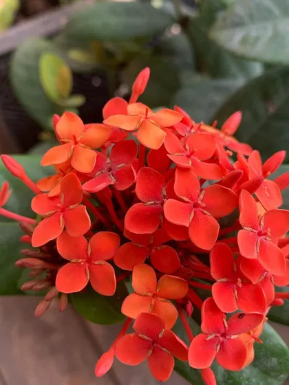 A dense cluster of bright red Ixora flowers, also known as jungle geranium, which are excellent for creating colorful hedges.