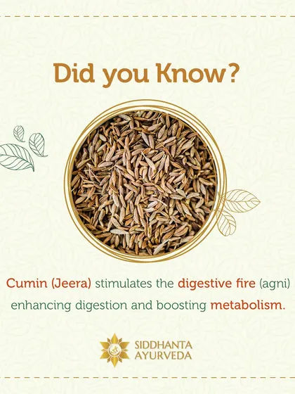 Cumin, or 'Jeera', is a wonderful spice for stimulating the digestive fire. I often recommend it in diets and our herbal tea blends to enhance digestion and boost a sluggish metabolism naturally.