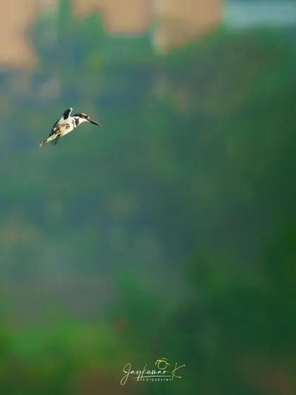A duplicate of the kingfisher against a soft green background, a shot that isolates the subject beautifully.