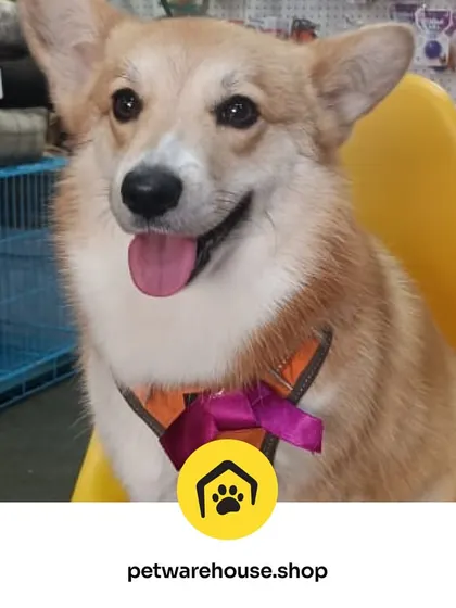 This adorable Corgi is all smiles and ready for their close-up. A clean coat and happy expression are the hallmarks of a successful grooming session at Pet Warehouse.