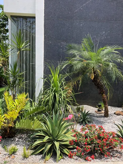 A closer look at the plant combinations in a dry rock garden. We mix succulents like Adenium, architectural Cycads, and flowering groundcovers for a rich, textured look.