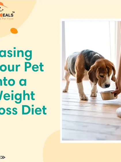 This collection of infographics and product shots provides a comprehensive guide to understanding, preventing, and managing dog obesity with my specialized diet plans and responsible treating tips.