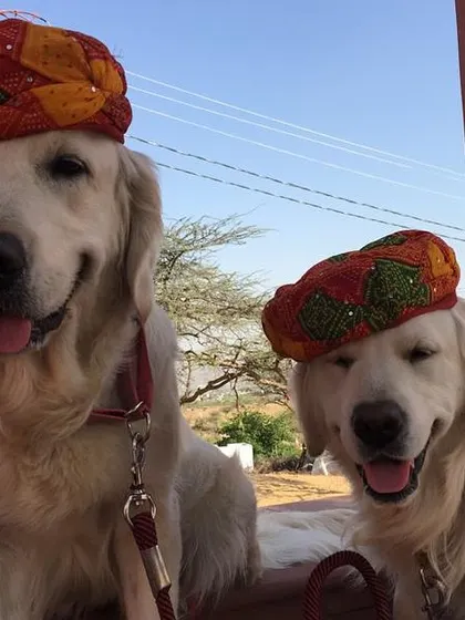 While dressing up dogs isn't necessary, it can be fun if done correctly. I teach pet parents how to build positive associations with accessories so it's a stress-free experience.