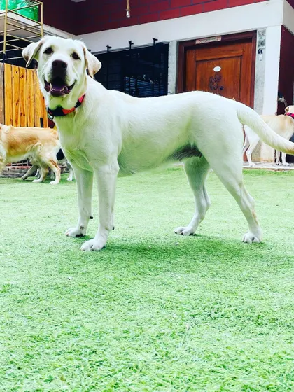 This handsome Labrador is posing for the camera, happy and relaxed after a good play session. Our clean turf keeps everyone looking their best, even after a run.