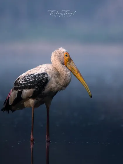 After months of trying, I finally captured this portrait of a Painted Stork. Its unique appearance and calm demeanor make it one of the most beautiful creatures in our local wetlands.