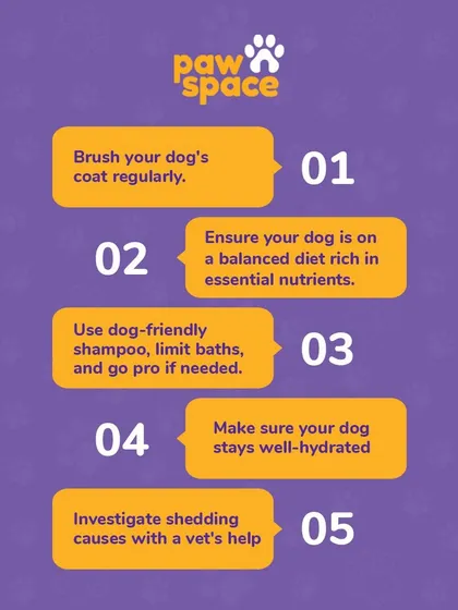 Tired of finding pet hair everywhere? Managing shedding involves a few simple steps. Regular brushing, a balanced diet rich in essential nutrients, proper bathing with dog-friendly shampoo, and keeping them hydrated can make a huge difference.
