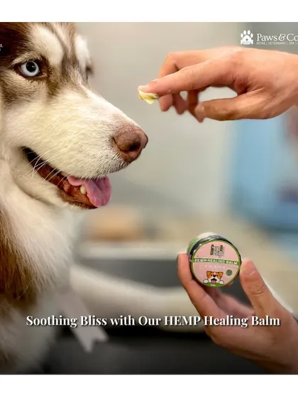 Experience soothing bliss with our Hemp Healing Balm. This image captures a moment of gentle application, perfect for treating dry or cracked noses and paws with its deeply healing, organic formula.