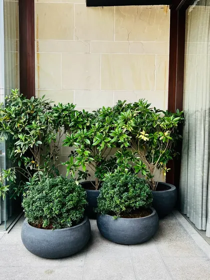 A cluster of potted plants on the pool deck, helping to soften the hardscape and add a touch of green to the seating areas.