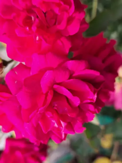 A close-up of the deep red Button Rose flowers.