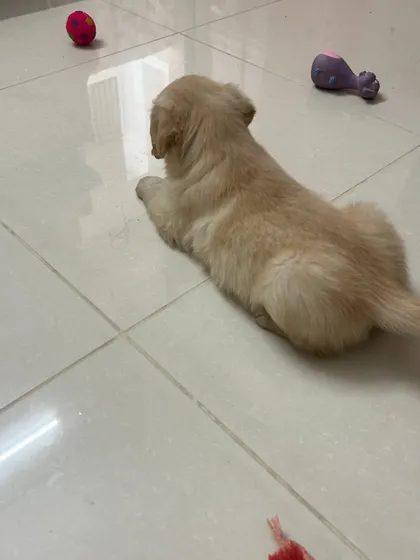 A puppy's world is full of wonder and toys. We provide a variety of safe toys to keep them mentally stimulated and entertained.