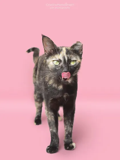 This is my cat, March, looking fierce and beautiful against a pink backdrop. Studio sessions are perfect for cats too, allowing us to create striking portraits that capture their elegant nature.