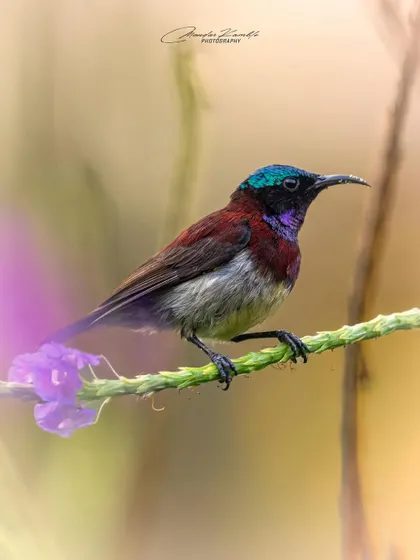 The Crimson-backed Sunbird is one of India's smallest sunbirds. Its iridescent head and deep red back are beautifully captured as it perches on a flower stem.