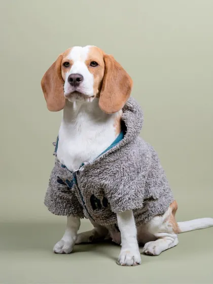 A handsome beagle looking cozy and stylish in a fuzzy grey hoodie during his studio session.