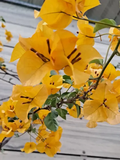A detailed shot of the yellow Bougainvillea.