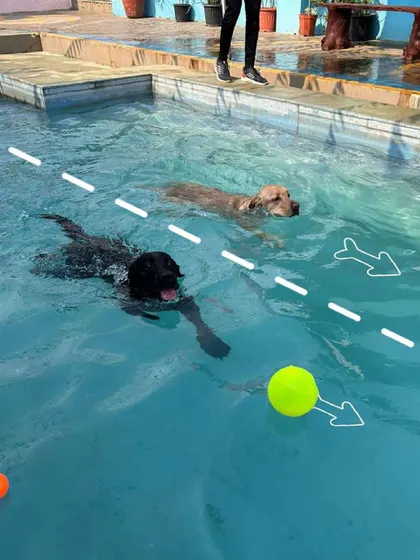 It's game on in the water. A simple game of fetch becomes an exciting hydrotherapy session at my pool events. It's a fantastic way for your dog to exercise and have fun.