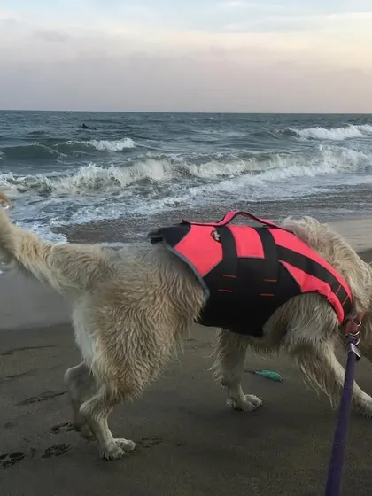 These photos are from our very first beach trip to Pondicherry. Seeing my dogs experience the ocean for the first time, equipped with their life jackets, solidified my passion for pet travel.