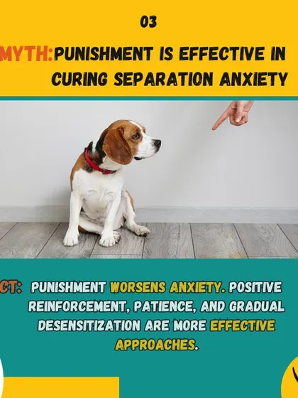 Myth: Punishment cures separation anxiety. Fact: It only worsens the issue. Positive reinforcement and gradual desensitization are the keys to helping your dog feel secure.