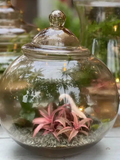 This round sealed terrarium highlights a pink cryptanthus, also known as an Earth Star. The enclosed, humid environment is perfect for this type of plant to thrive.