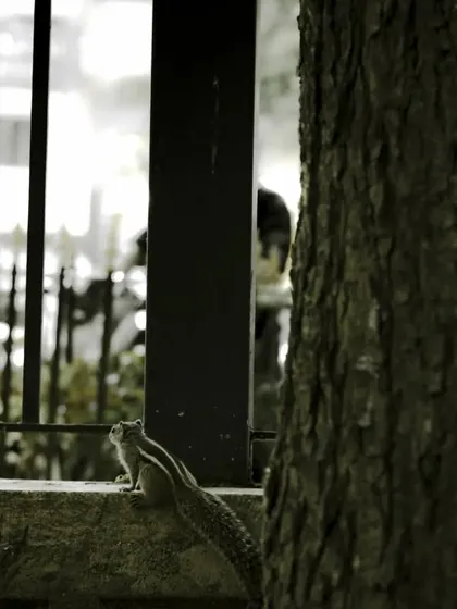 A squirrel peeking out from behind a tree. Capturing these quick, shy creatures requires patience and a fast lens.