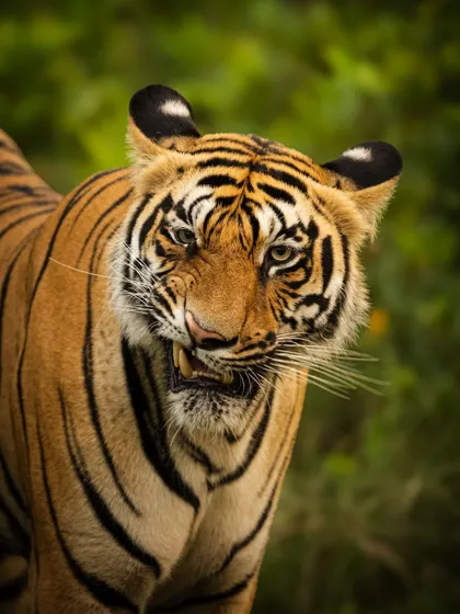 This tigress gave me a powerful expression, a mix of a snarl and a stare. Capturing such expressions is key to my work in animal behavior photography, as it reveals the animal's mood and intent. This was taken in the dense forests of Madhya Pradesh.