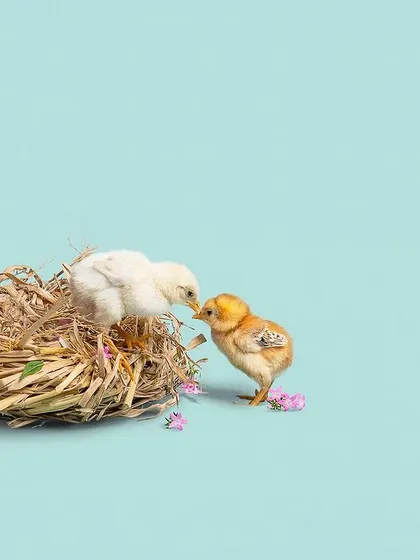 For February, we had these two baby chicks sharing a moment in a nest. This concept helps people connect emotionally with all types of animals, not just cats and dogs, fostering a broader sense of compassion.