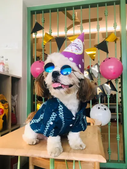 It's a paw-ty! Buddy is here celebrating his special day in style. Our salon is a great place to get your pet looking their best for any occasion.