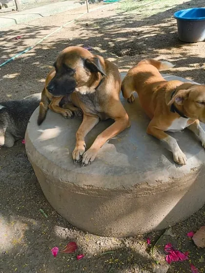 Friends basking in the sun. Dogs at VOSD form their own social groups and bonds, creating a rich and supportive community for each other.