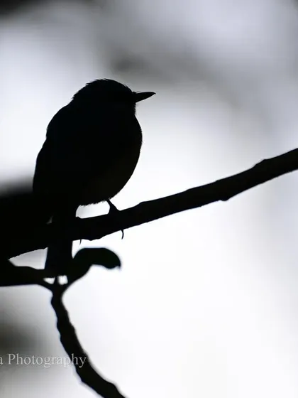 A silhouette of the flycatcher against a bright sky. Sometimes, the form and shape of a bird tell a story just as powerful as one of its vivid colors.