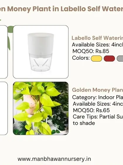 For the busy professional, I recommend our self-watering planters. This Golden Money Plant comes in a smart pot that handles the watering for you, ensuring your green gift stays vibrant and healthy with zero stress.