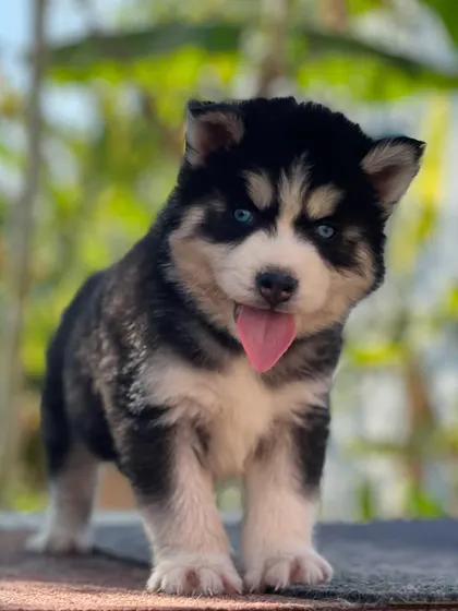 This pup is standing strong, showing off his sturdy build and beautiful black and white coat. He's a great example of a well-bred woolly Husky.