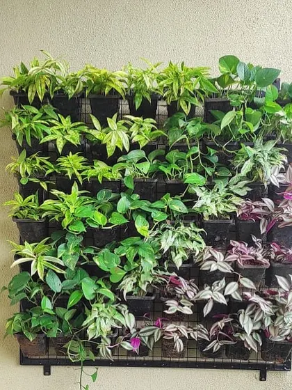 A close-up of one of our green walls, showcasing the variety of textures and shades we use. We combine different types of plants like pothos and syngonium to create a rich, layered look.